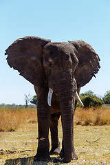 Image showing African elephant Africa safari wildlife and wilderness