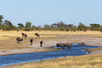 Image showing Gnu, wildebeest Africa safari wildlife and wilderness