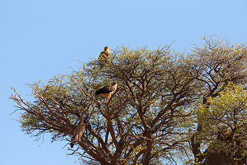 Image showing large eagle on tree in Kalahari desert, Africa safari wildlife