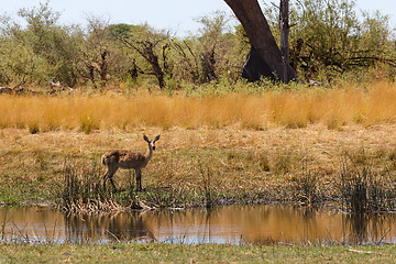 Image showing southern lechwe Africa safari wildlife and wilderness