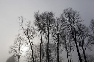 Image showing Fog in autumn season