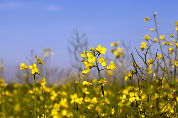 Image showing yellow flower rape