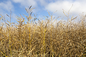 Image showing maturing field with rape