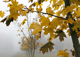 Image showing maple leaves, close-up