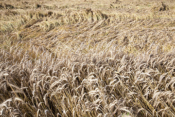 Image showing mature cereal, close-up