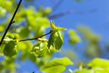 Image showing young leaves of linden tree