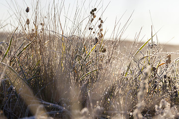 Image showing green grass in the frost