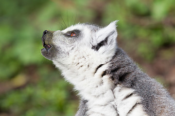 Image showing Sunbathing ring-tailed lemur in captivity 