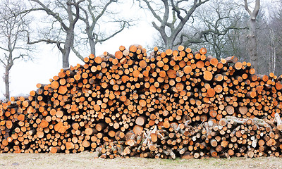 Image showing Stacked timber in a dutch forrest