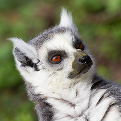 Image showing Sunbathing ring-tailed lemur in captivity 