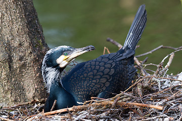 Image showing Adult cormorant resting