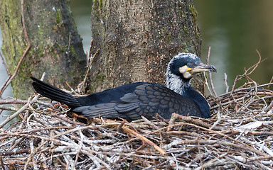 Image showing Adult cormorant resting