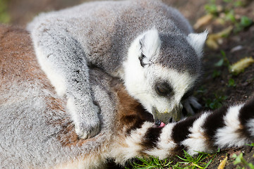 Image showing Sunbathing ring-tailed lemur in captivity 