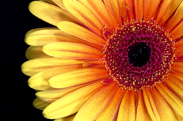 Image showing Gerbera flower head