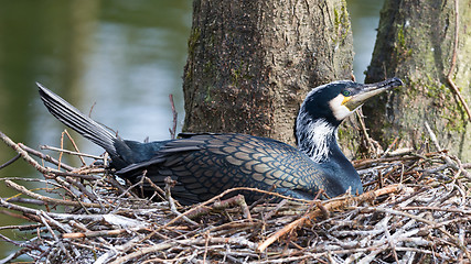 Image showing Adult cormorant resting