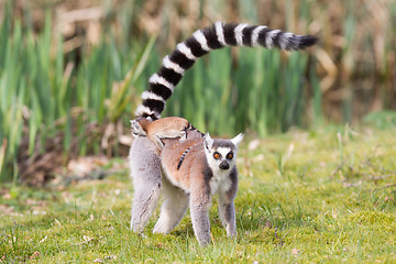 Image showing Ring-tailed lemur 