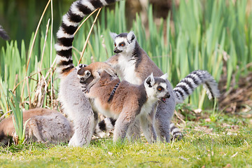 Image showing Ring-tailed lemur 