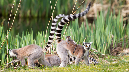 Image showing Ring-tailed lemur 