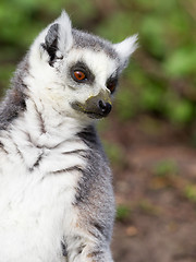 Image showing Sunbathing ring-tailed lemur in captivity 