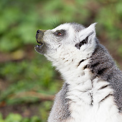 Image showing Sunbathing ring-tailed lemur in captivity 