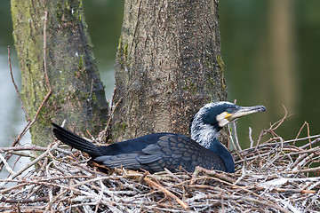 Image showing Adult cormorant resting