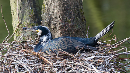 Image showing Adult cormorant resting