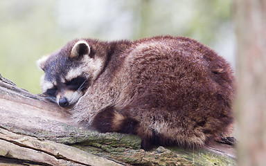 Image showing Adult racoon on a tree