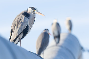 Image showing Image of a great blue heron