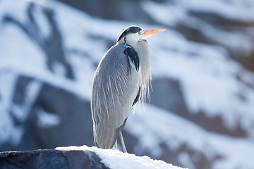 Image showing Image of a great blue heron