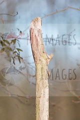 Image showing Dying tree in nature