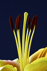 Image showing lily stamen