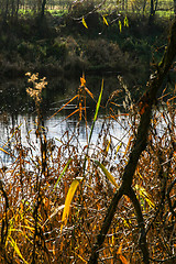 Image showing Autumn landscape with colorful trees and river. 