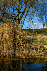 Image showing Autumn landscape with colorful trees, grass and river. 