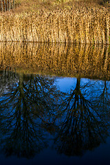 Image showing Autumn landscape with colorful trees, yellow grass and river. Re