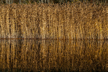 Image showing Autumn landscape with yellow grass and river. Reflection in rive