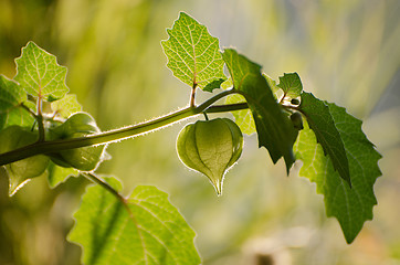 Image showing Green physalis on branch as background.