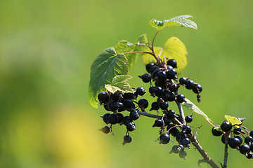 Image showing Blackcurrant on bush as background.