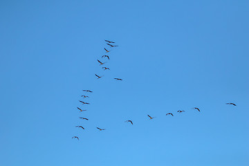 Image showing Flock of migratory birds against a blue sky.