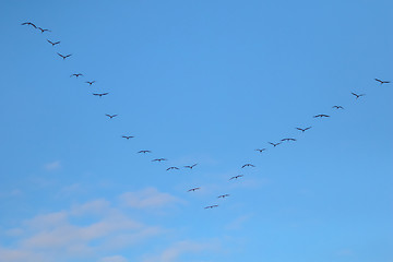 Image showing Flock of migratory birds against a blue sky.