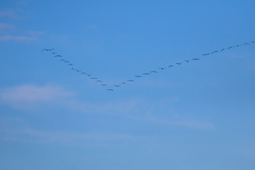 Image showing Flock of migratory birds against a blue sky.