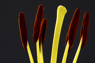 Image showing lily stamen