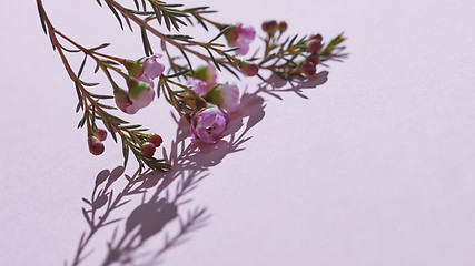 Image showing Delicate spring pink flowers on a pink background. Spring time