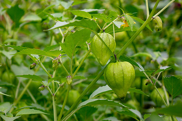 Image showing A bush with green phyllis lanterns in a rural garden. The concept of growing organic products