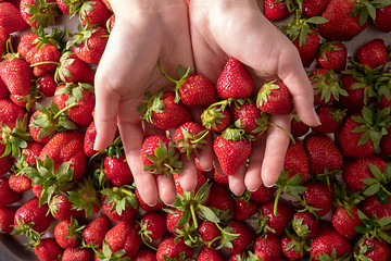 Image showing Many healthy fresh strawberries on woman hands, focus on strawberry. Top view