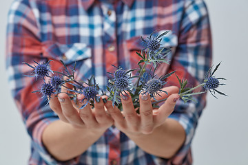 Image showing Female hands with blue flower eryngium