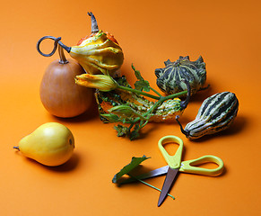 Image showing composition of decorative pumpkins and pears