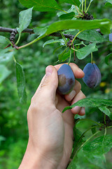 Image showing Fresh juicy plums on a green branch in the garden. A man\'s hand holds a plum