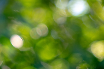 Image showing Abstract green natural blurred background with bright bokeh effe