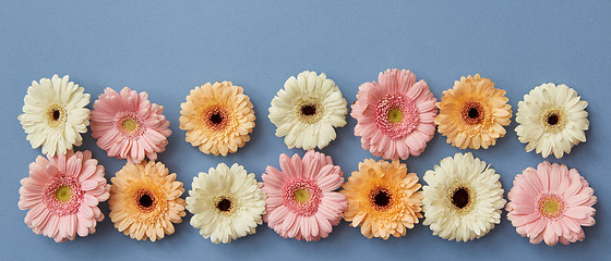 Image showing Flower panorama from gerberas on a blue paper background