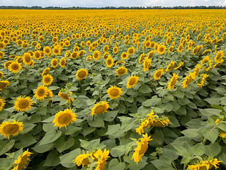 Image showing Beautiful summer landscape with a blooming field of yellow sunflowers against the background of a cloudy sky.